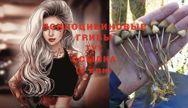 стаф Новозыбков